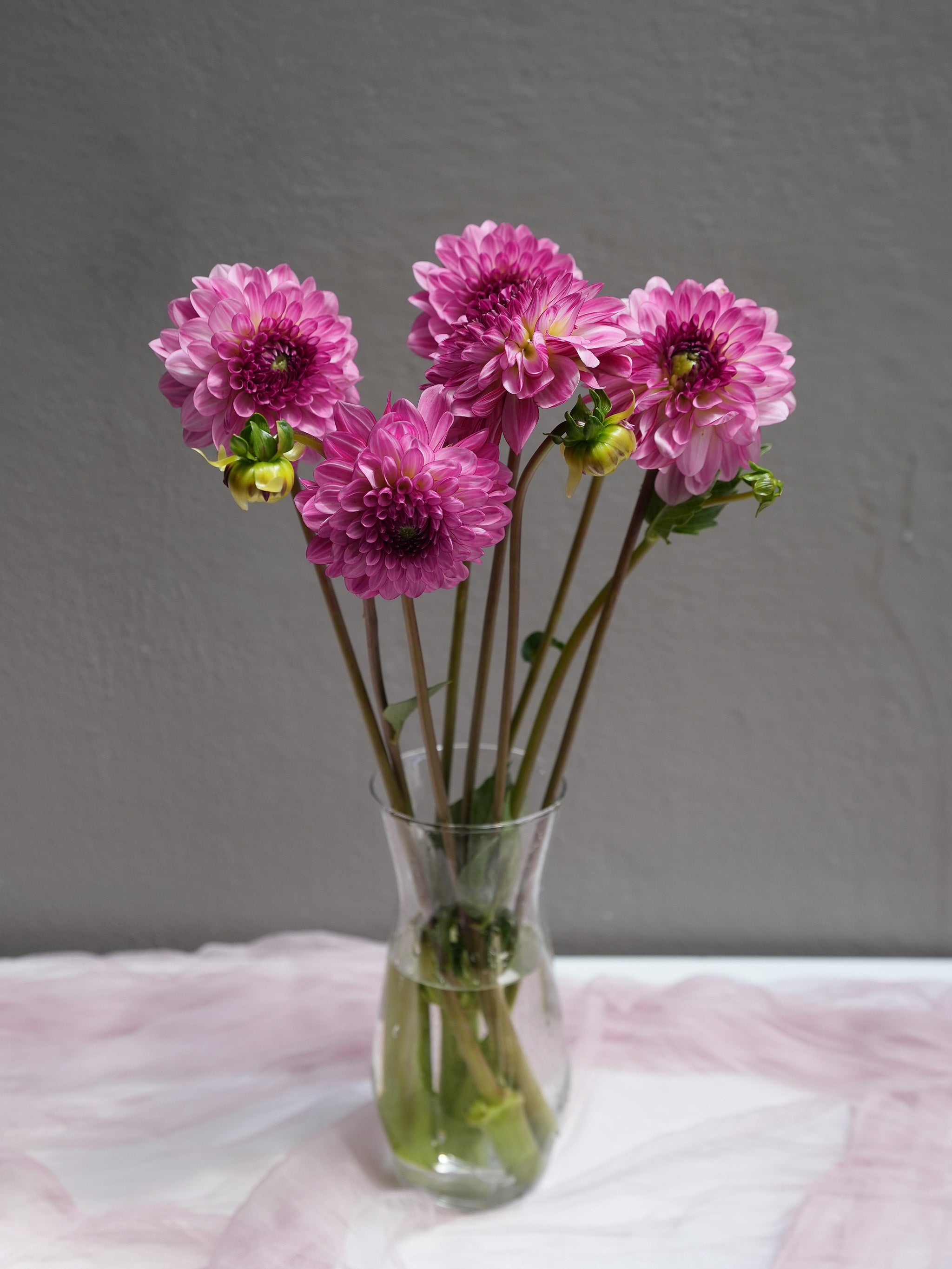 Dahlia