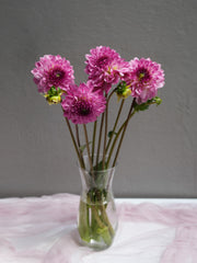 Dahlia