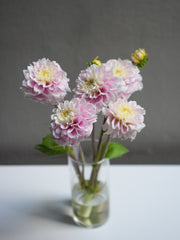 Dahlia