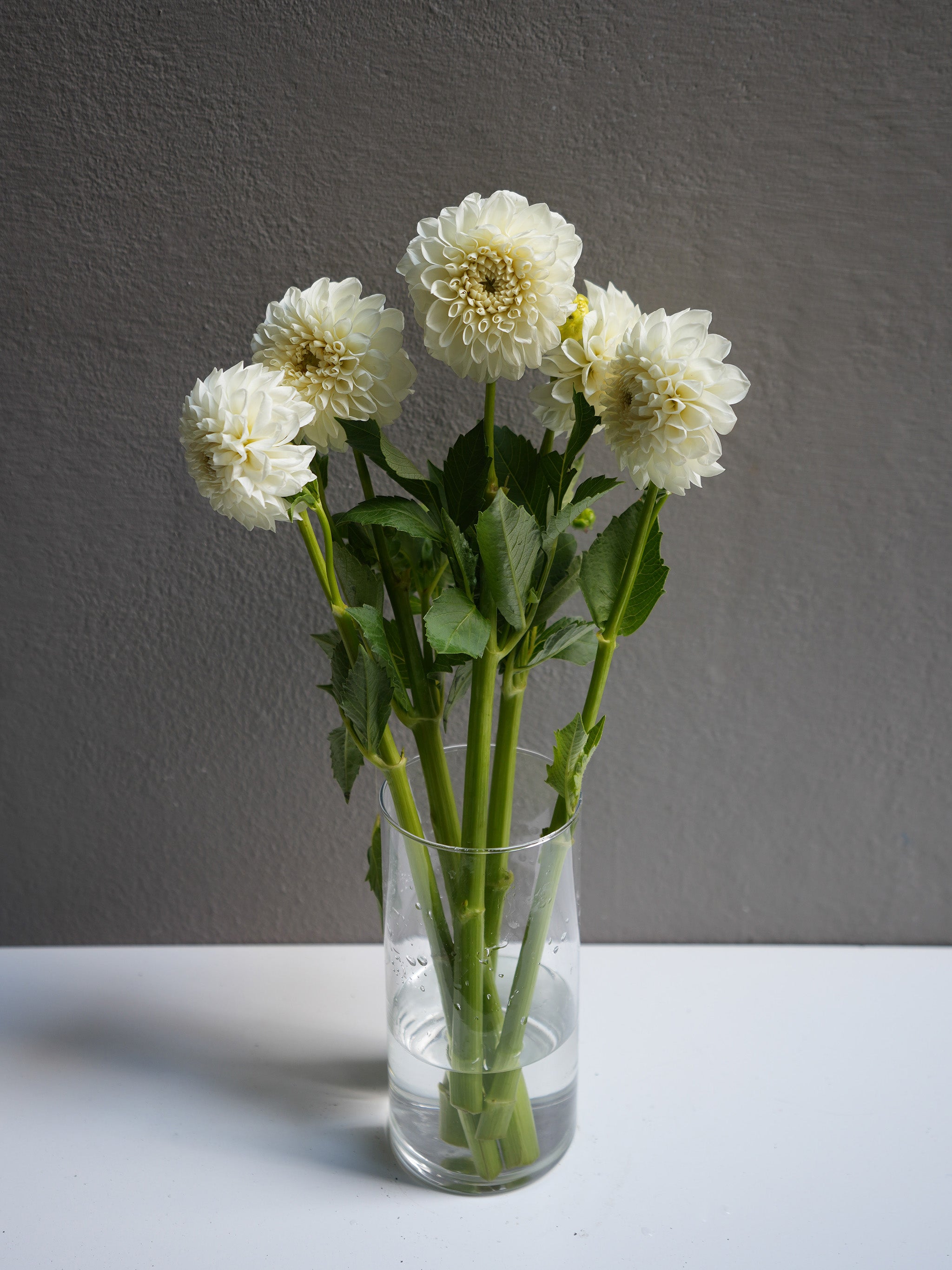 Dahlia