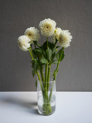 Dahlia