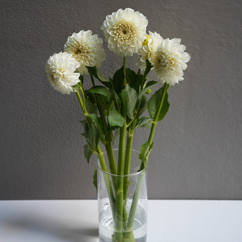 Dahlia