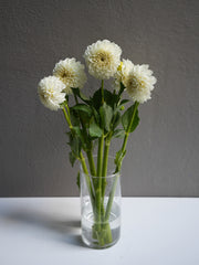 Dahlia