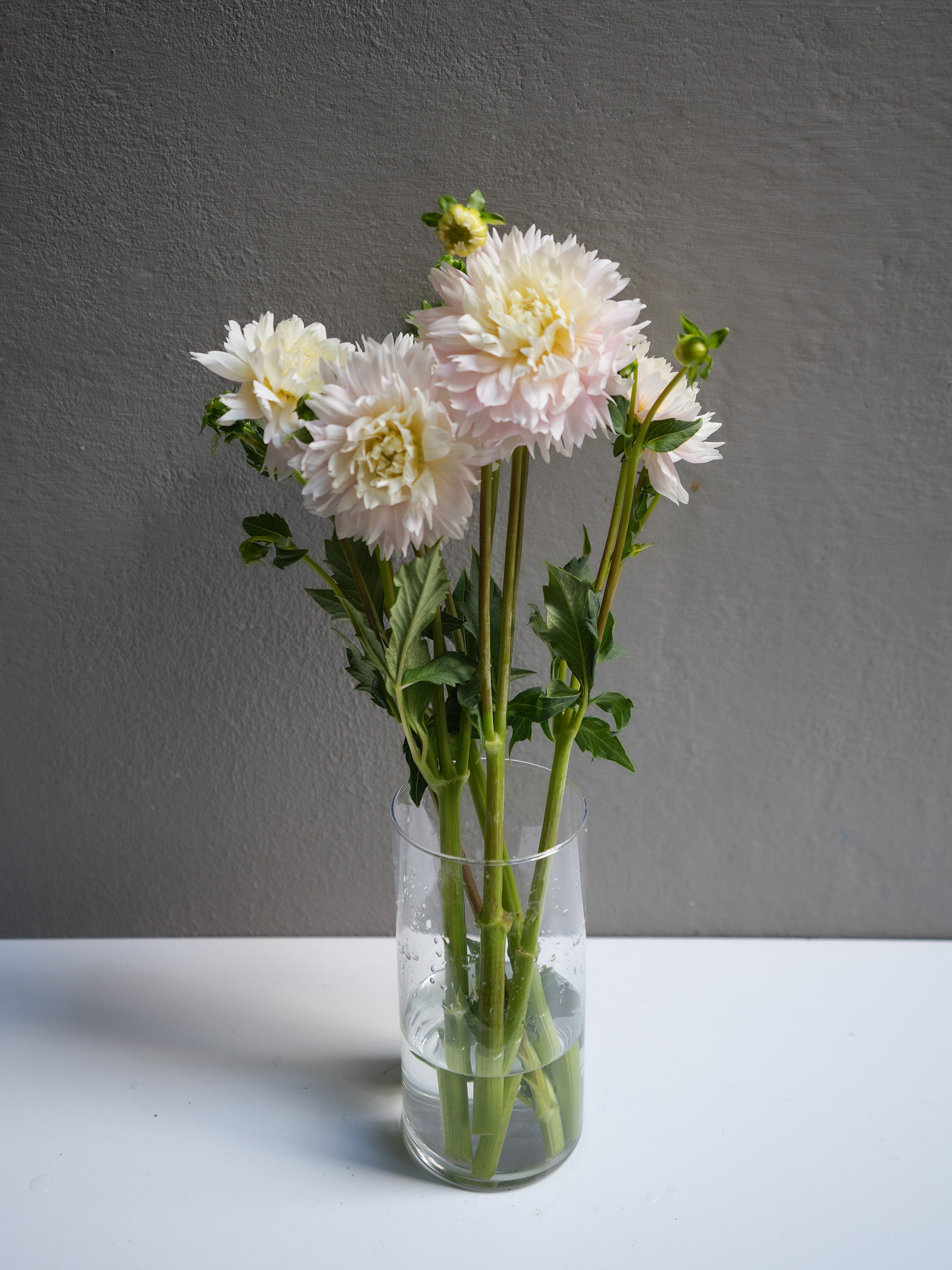 Dahlia