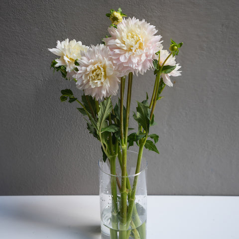 Dahlia