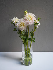 Dahlia