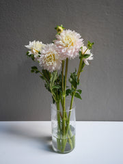 Dahlia