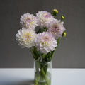 Light Purple