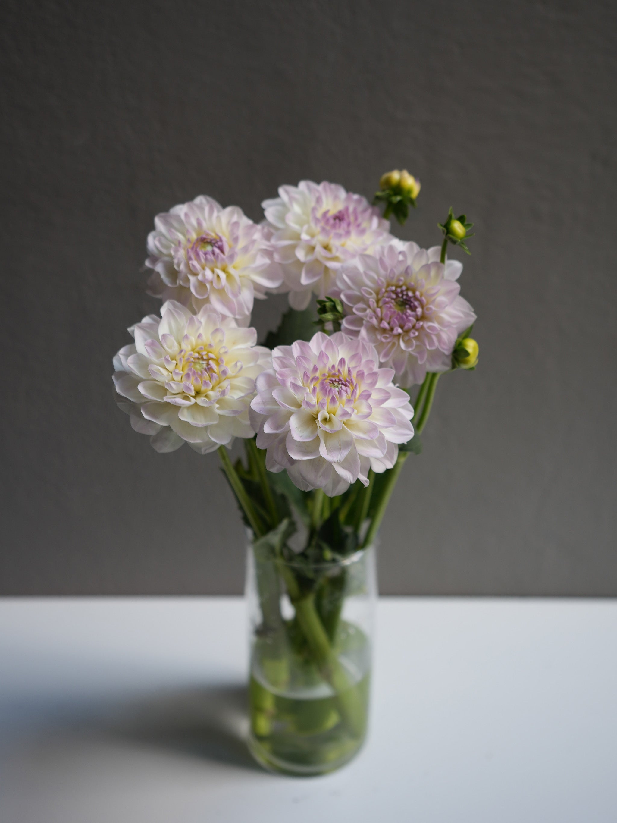 Light Purple Dahlia