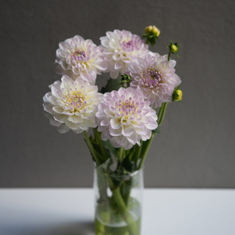 Light Purple Dahlia