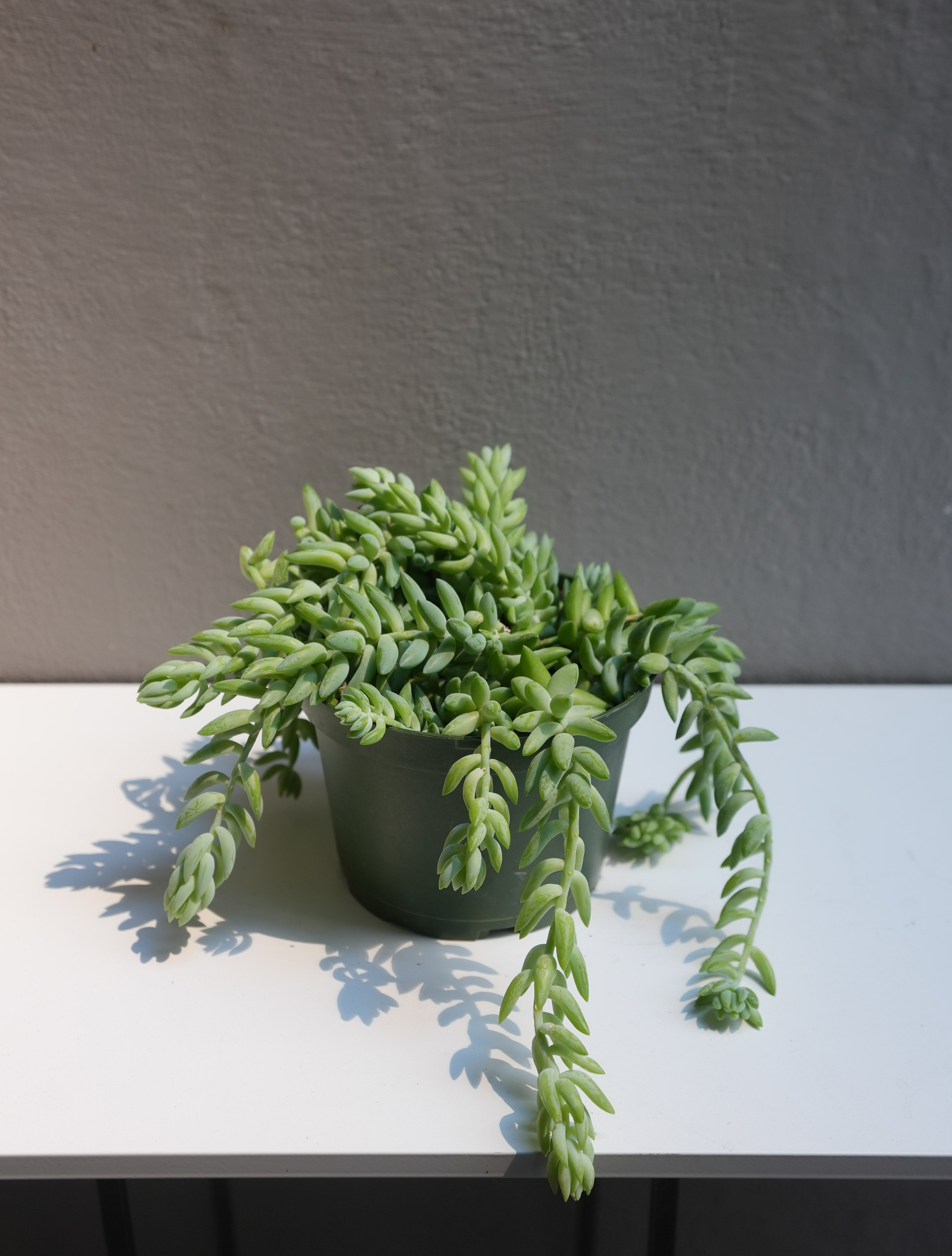 Jelly Succulent (6