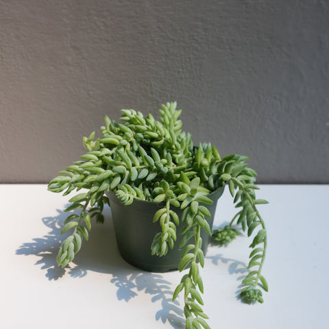 Jelly Succulent (6