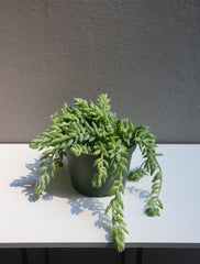 Jelly Succulent (6