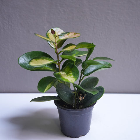 Hoya 3.5