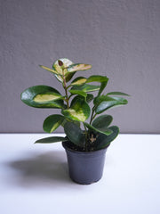 Hoya 3.5