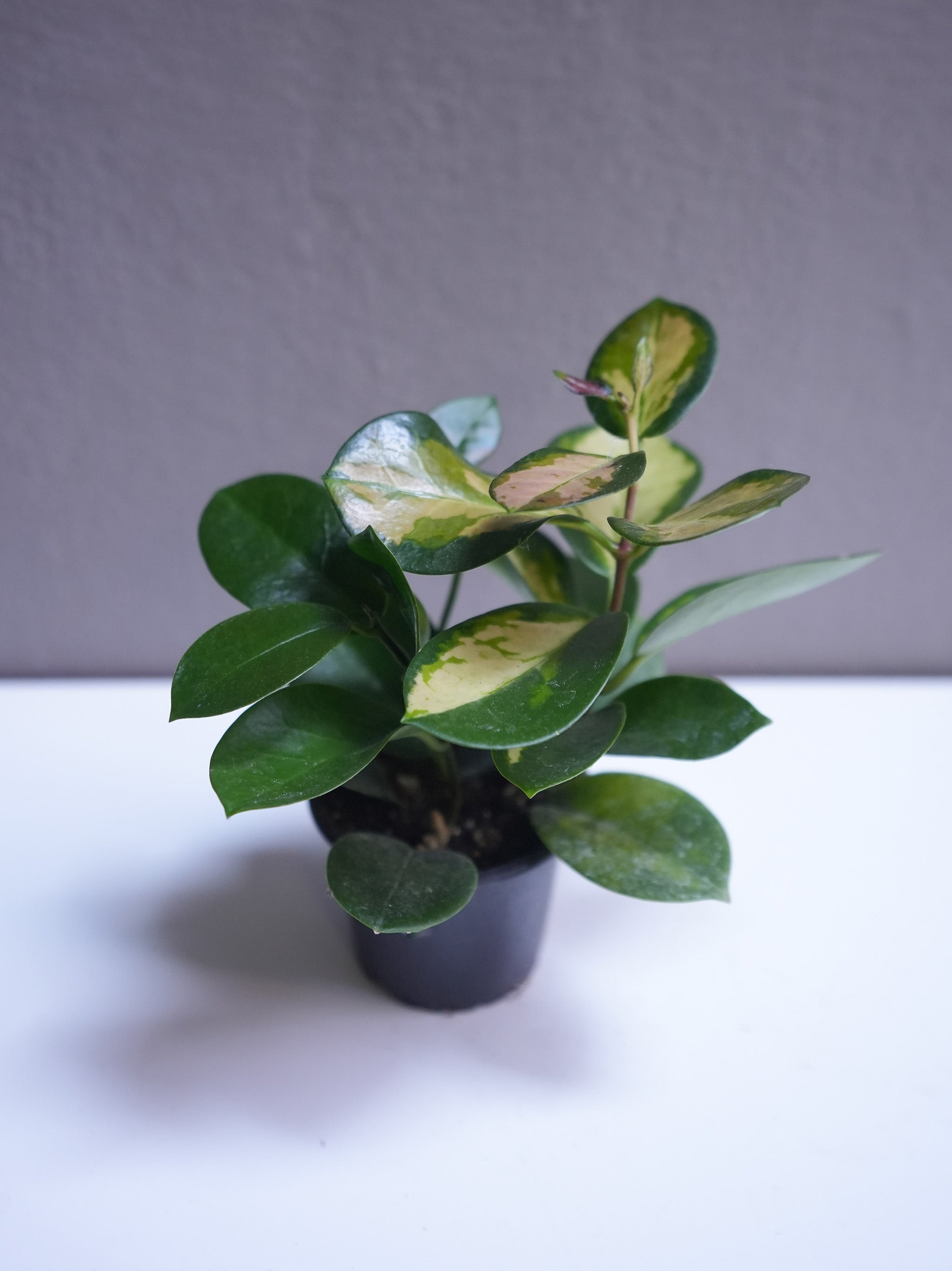 Hoya 3.5