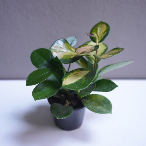 Hoya 3.5