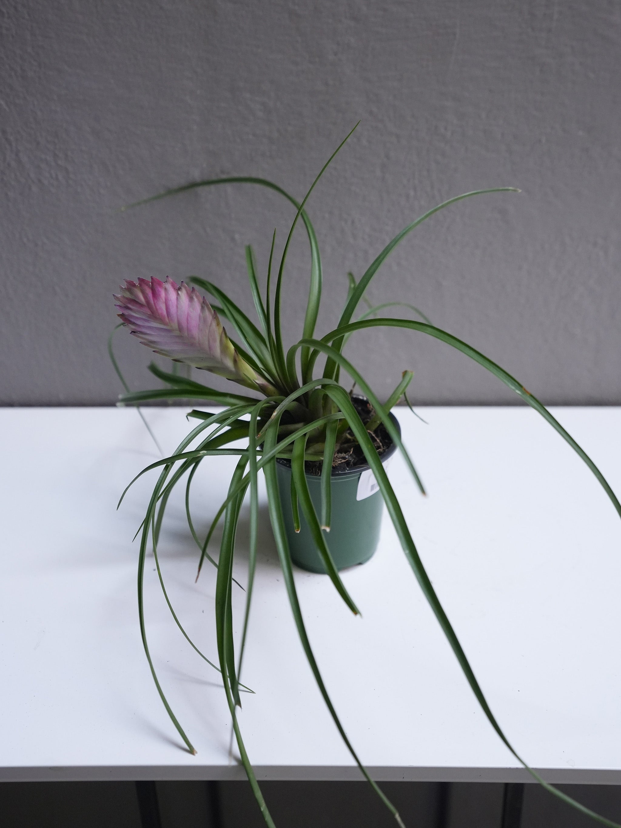 Tilandsia Cyanea 4