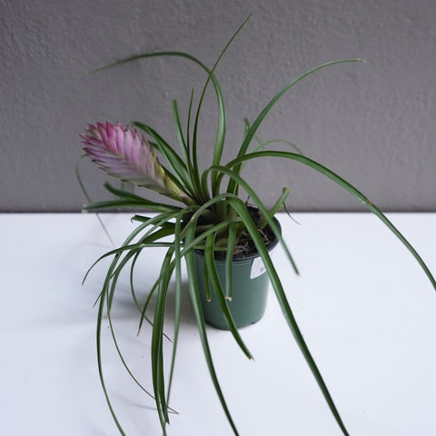 Tilandsia Cyanea 4