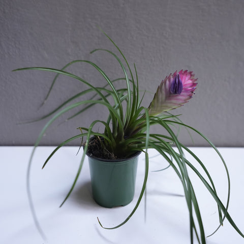 Tilandsia Cyanea 4