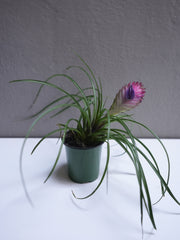 Tilandsia Cyanea 4