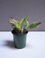 Peperomia ginny pink 3.5