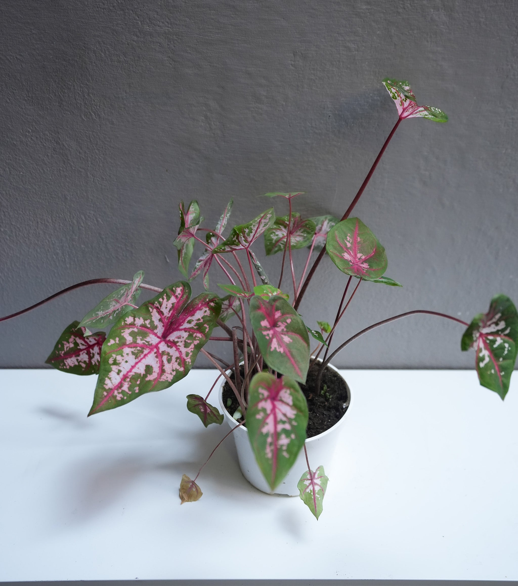 Calandium Carolyn whorton 6