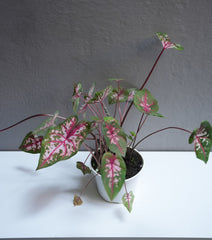 Calandium Carolyn whorton 6