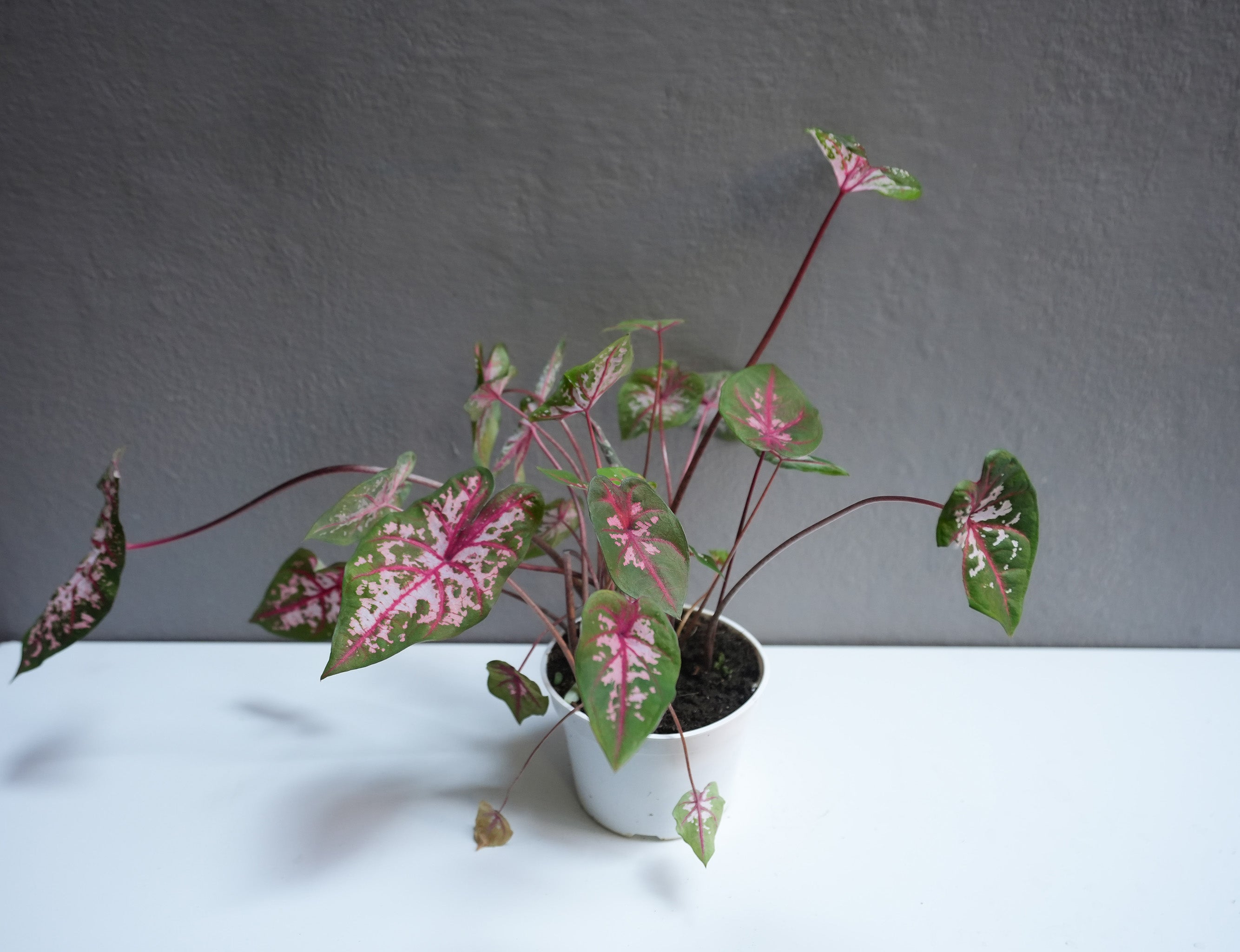 Calandium Carolyn whorton 6