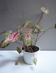 Calandium Carolyn whorton 6