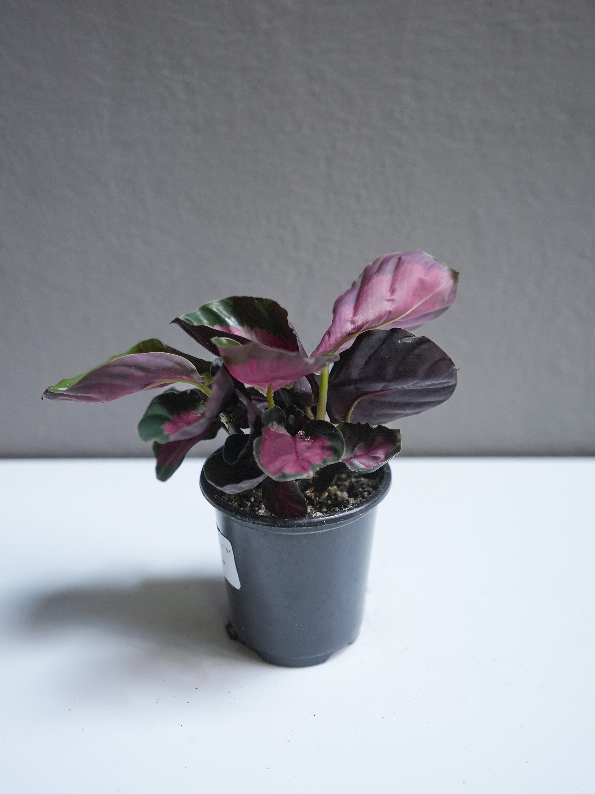 Calathea rosy 4