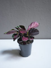 Calathea rosy 4