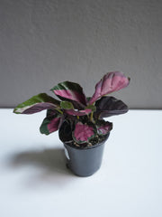 Calathea rosy 4