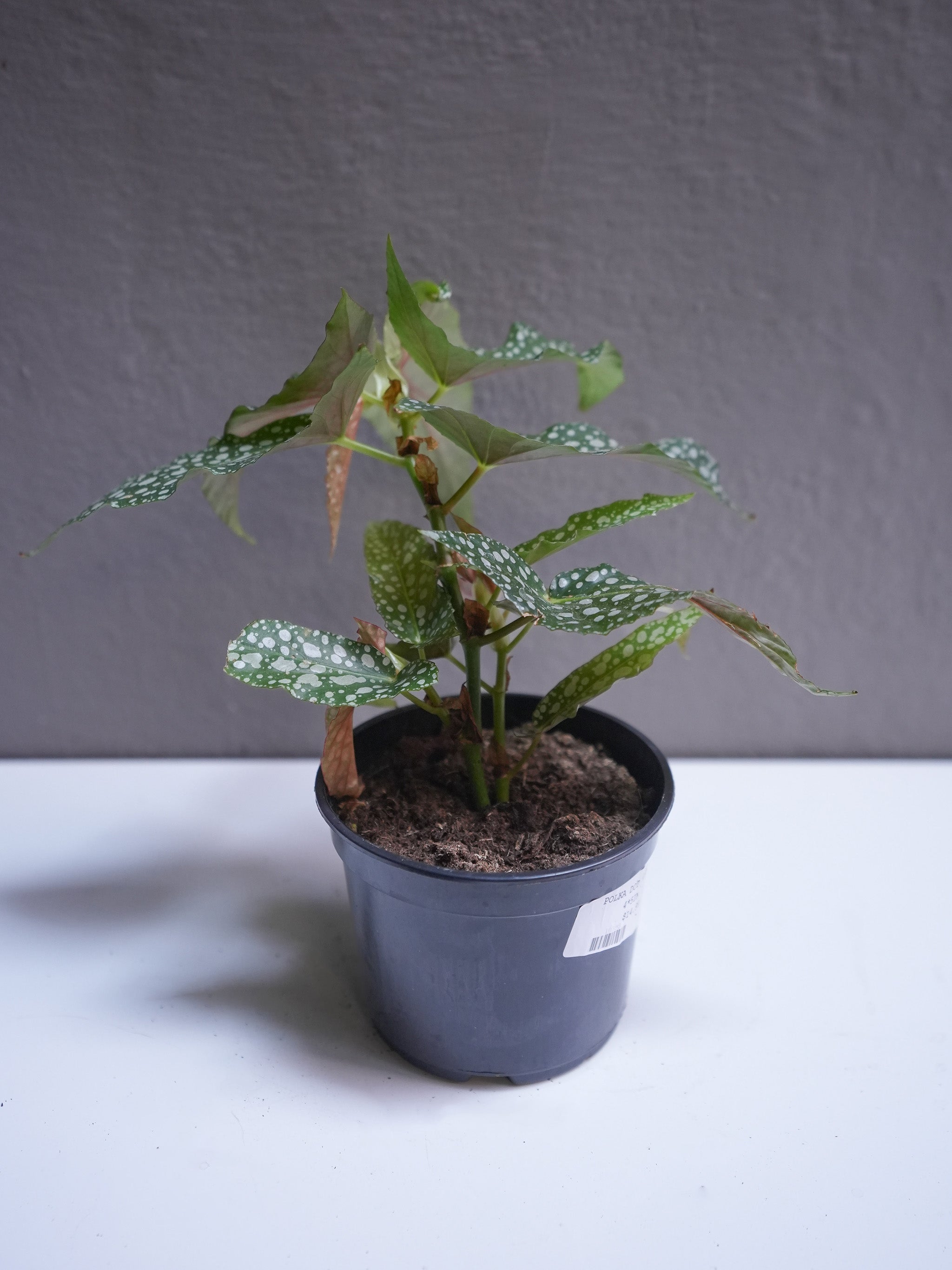 Polka Dot Plant 4.5