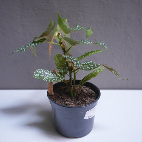 Polka Dot Plant 4.5
