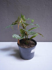 Polka Dot Plant 4.5