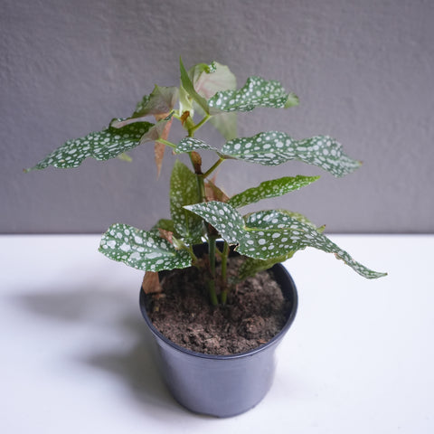 Polka Dot Plant 4.5