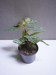Polka Dot Plant 4.5