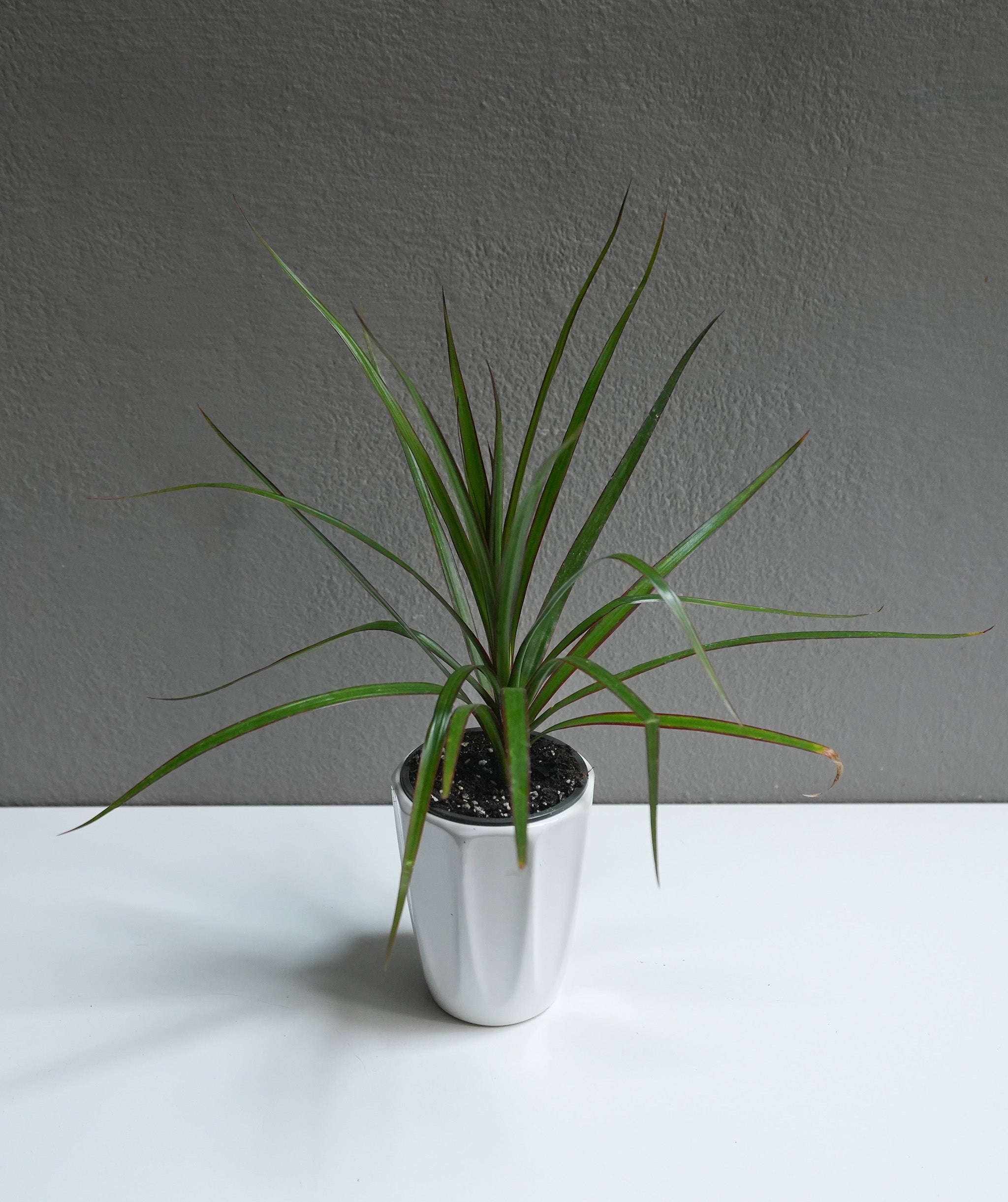 Dracaena Java 3.5