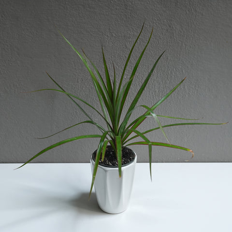 Dracaena Java 3.5
