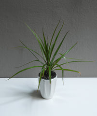 Dracaena Java 3.5