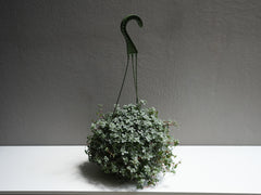 Pilea Glauca 6