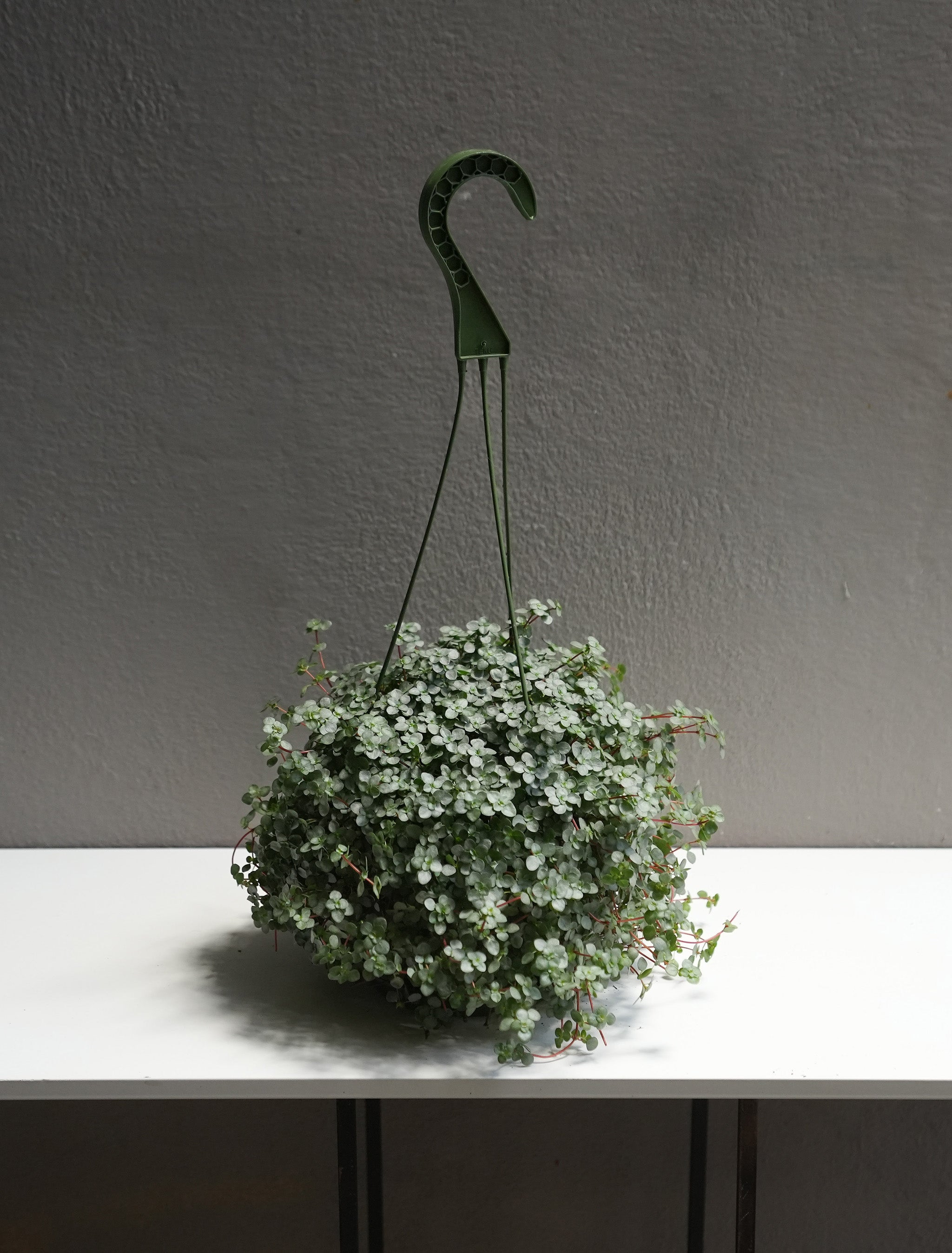 Pilea Glauca 6