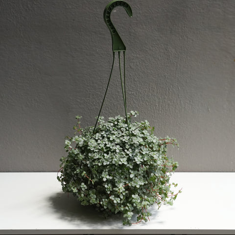 Pilea Glauca 6