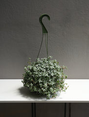 Pilea Glauca 6