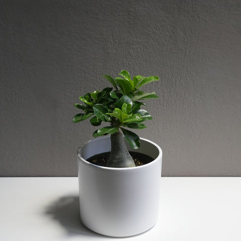 Desert Rose 6