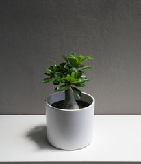 Desert Rose 6