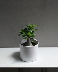 Desert Rose 6