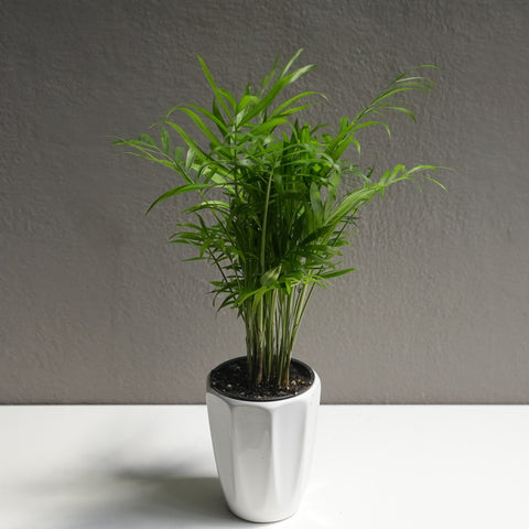 Neanthe 3.5