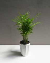 Neanthe 3.5